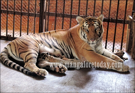 Tigress 2